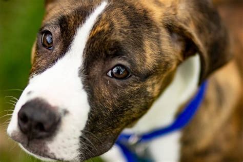 Boxer Pitbull Mix Dog Care Traits Training And Health Tips