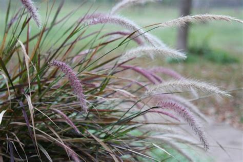 Purple Fountain Grass