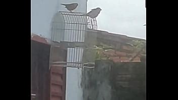 Rolada A Luz Do Dia XVIDEOS