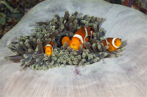 Clown Anemonefish In Magnificent Sea Anemone Stock Image C