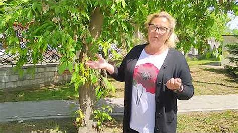 Откуда взялся американский клен? Ответов на вопрос: 23