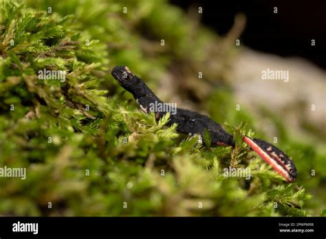 Salamandrina Perspicillata The Northern Spectacled Salamander Is A