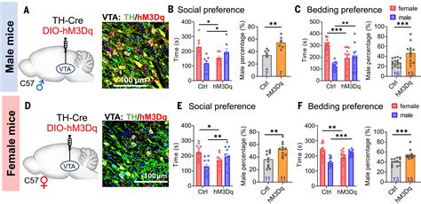 Sexually Dimorphic Dopaminergic Circuits Determine Sex Preference Science