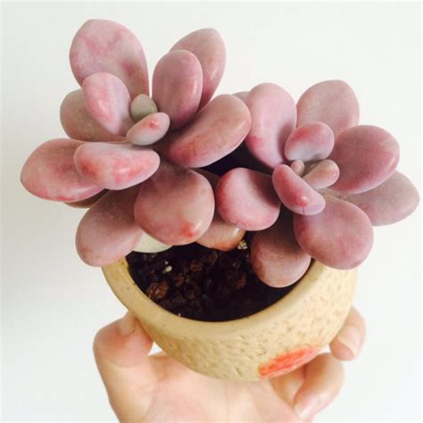 Graptopetalum Amethystinum – Thenextgardener