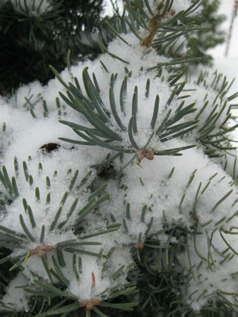 White Fir In The Winter Landscape Fine Gardening