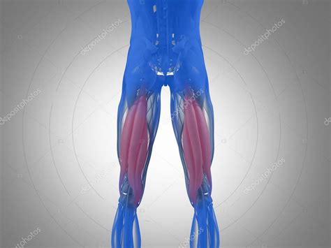 Hamstring Muscle Group Anatomy Model ⬇ Stock Photo Image By