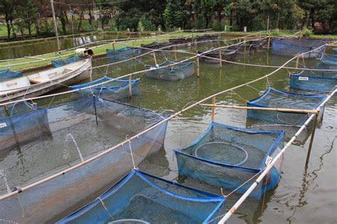 Aquicultura Nas Guas Da Uni O Cresce