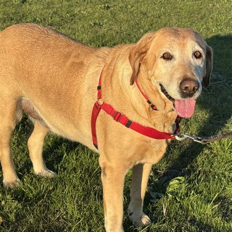 Labs Available from GGLRR Lab Rescue - or in the process of being adopted