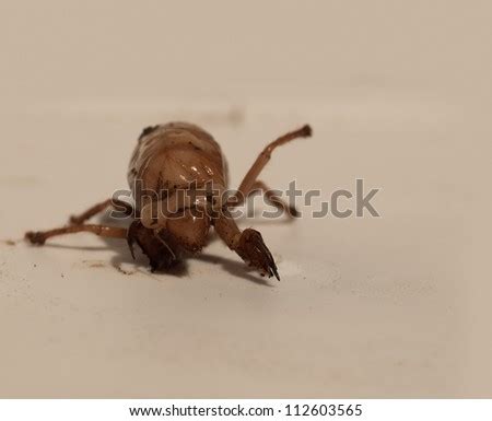 Australian Christmas Beetle Larvae Scarabaeidae Anoplognathus ...