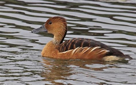 Fulvous Whistling-Duck - eBirdr