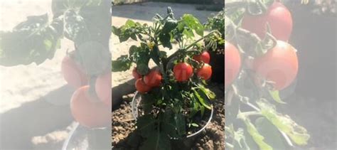 Рассада помидор для балкона и подоконника купить в Москве | Товары для ...