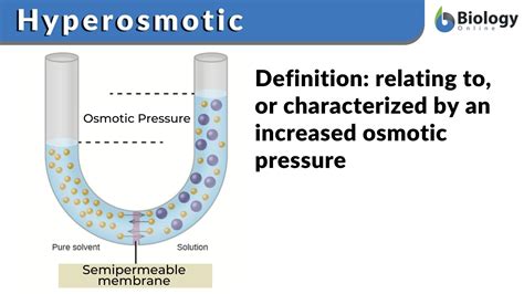 Hyperosmotic Definition and Examples - Biology Online Dictionary