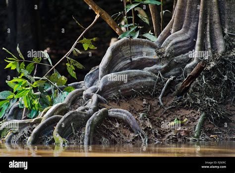 Mangroverot Hi Res Stock Photography And Images Alamy
