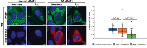 Modulation of RNA condensation by the eIF4A RNA helicase - preLights