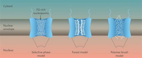 Nuclear Pores In Physiology Pathophysiology And Diseases