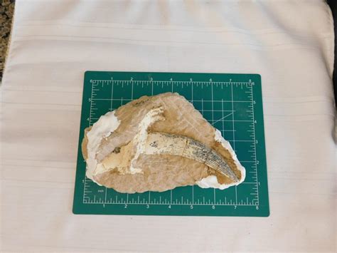 Saber Cat Canine tooth-Saber Megantereon - China - Fossils & Artifacts for Sale | Paleo Enterprises