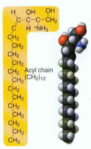 biochem quiz #10 Flashcards | Quizlet
