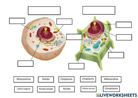 Atividade Celula Animal E Vegetal - Célula animal y vegetal. PT worksheet | School subjects, Classroom ...