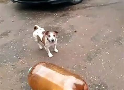 Создать мем "кега и собака взрыв, джек рассел и кега, джек рассел ...