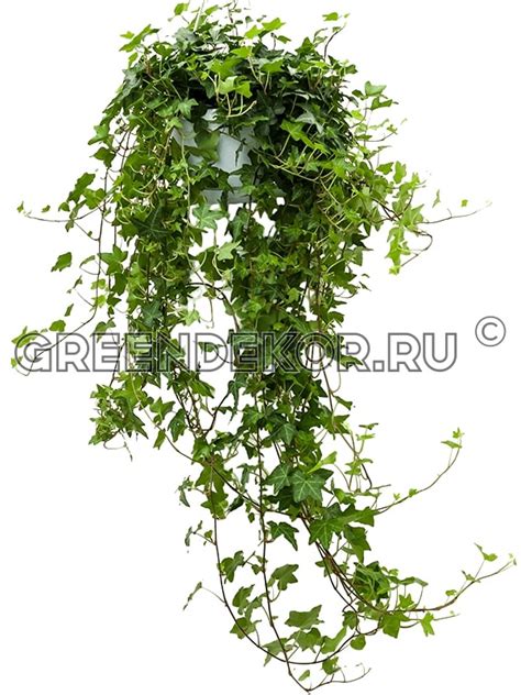 ХЕДЕРА ХЕЛИКС ПИТТСБУРГ Диаметр 17 см Высота 100 см: красивое ампельное ...