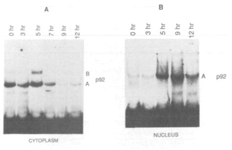 Figure From A Novel Nuclear Inhibitor I Regulates Dna Binding