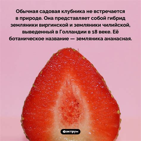 Обычная садовая клубника не встречается в природе