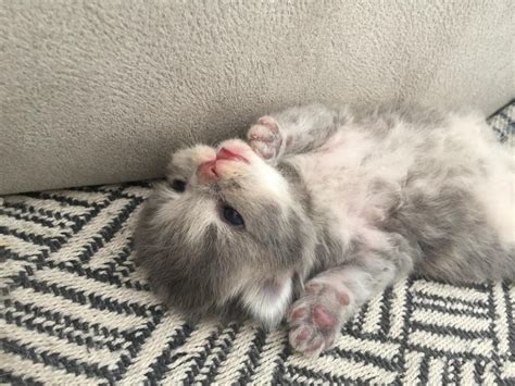 My 10 days old British Longhair kitten named Küflü! | Scrolller
