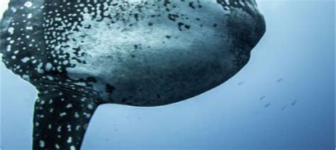 Best time to Dive Season Mola Mola in Bali 2024