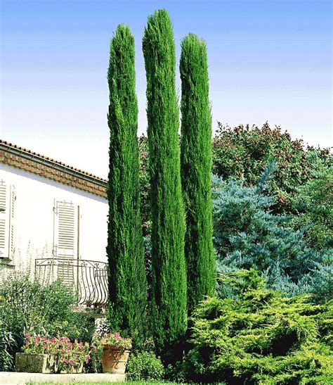 Кипарис пирамидальный (75 фото) » НА ДАЧЕ ФОТО