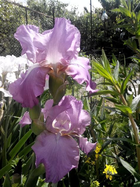 Пересадка ирисов осенью на другое место