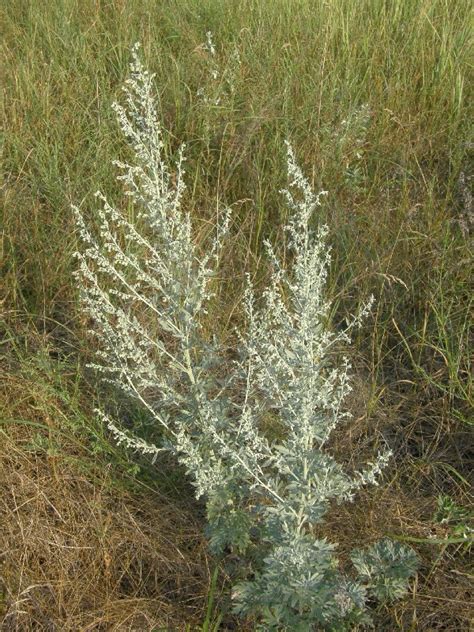 Полынь горькая (Artemisia absinthium L.)