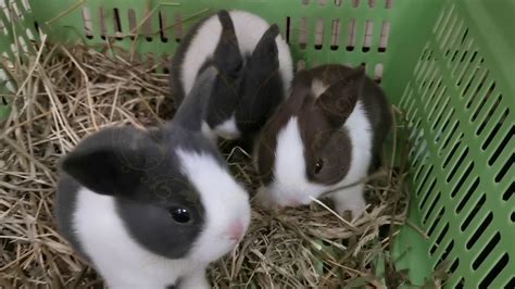 Baby Dutch Rabbits