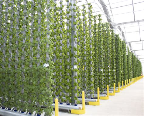 Hydroponics Irving Ny