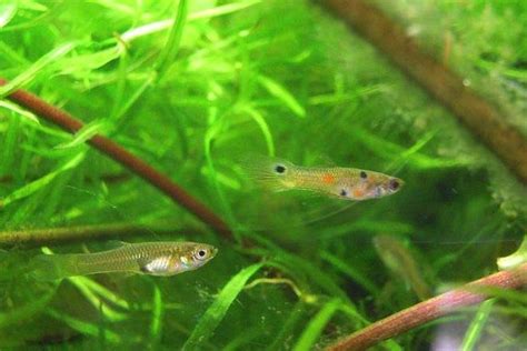 Agricultural Contaminant Affects The Sex Lives Of Fish UPI