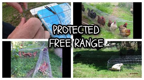 Predator Proof Chickens While On Grass Chicken Tunnel Youtube