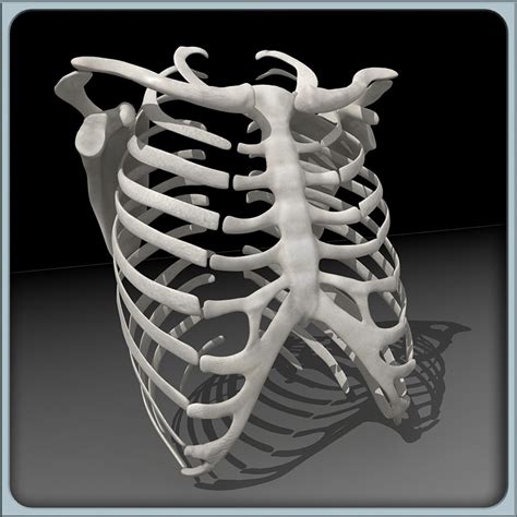 human rib cage model