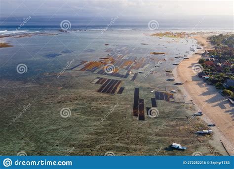 Aerial View Of Seaweed Farm In Nusa Lembongan Stock Photo Image Of