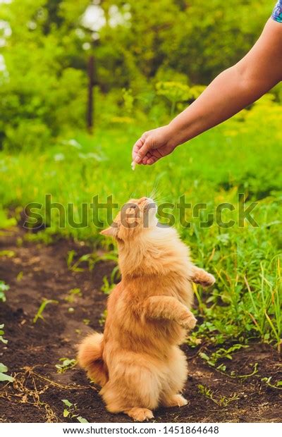 imágenes fotos de stock objetos en D y vectores sobre Women s hairy pussy Shutterstock
