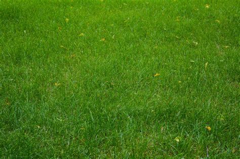 Карликовая трава для газона