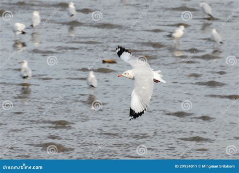 An Image Of A Beautiful Seagull In The Bright Sky Stock Image Image