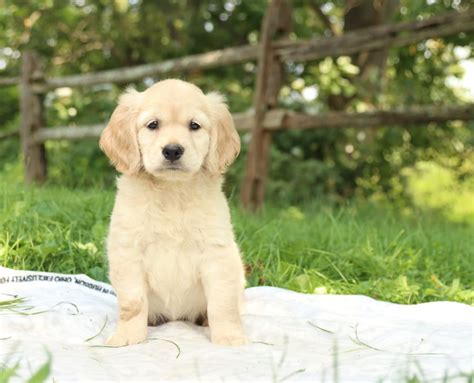 Miniature Golden Retriever Puppies for Sale | Buckeye Puppies