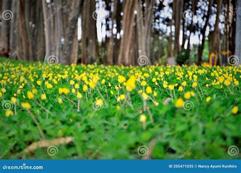 Arachis Repens Césped Lleno De Flores En La Plaza Imagen De Archivo