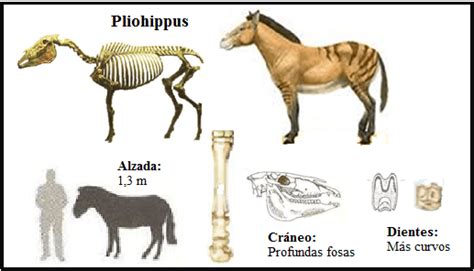 Orígenes del caballo: Pliohippus - Arre caballo!