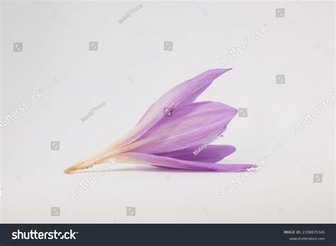 Naked Lady Flower On White Background Stock Photo 2198875545 Shutterstock