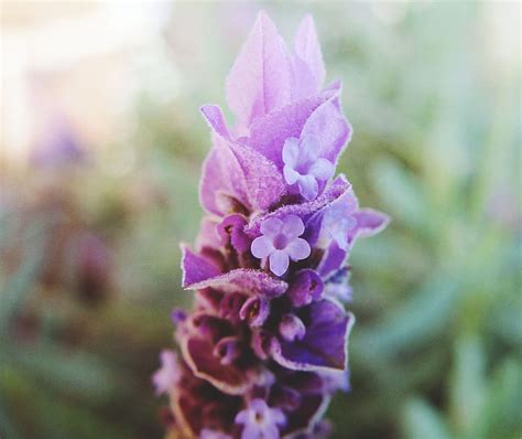 Lavender Flowers Nature HD Wallpaper Peakpx