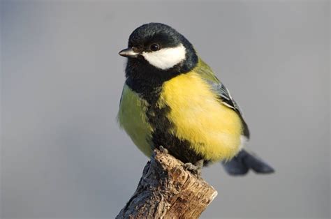 Синица Фото И Описание – Telegraph