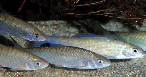 Рыба Елец: описание, виды, образ жизни, среда обитания и размножение