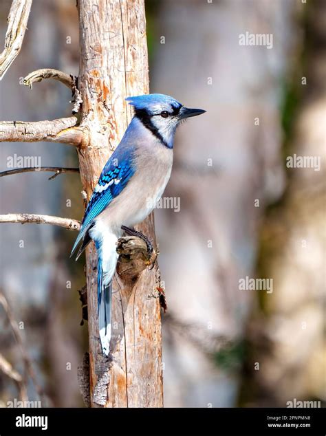 blue jay close  side view perched   tree branch   forest blur