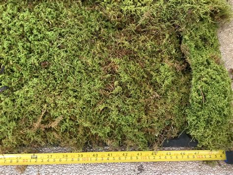 sheet moss stevens  son wholesale florist