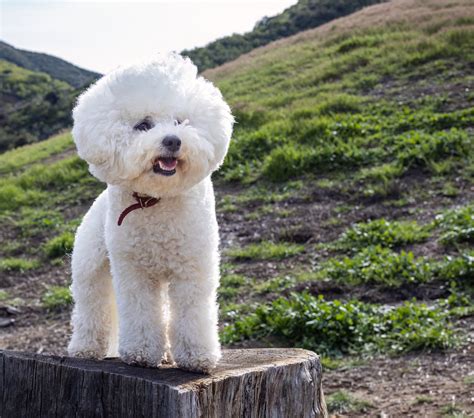 What Dogs are Hypoallergenic – Pacagen